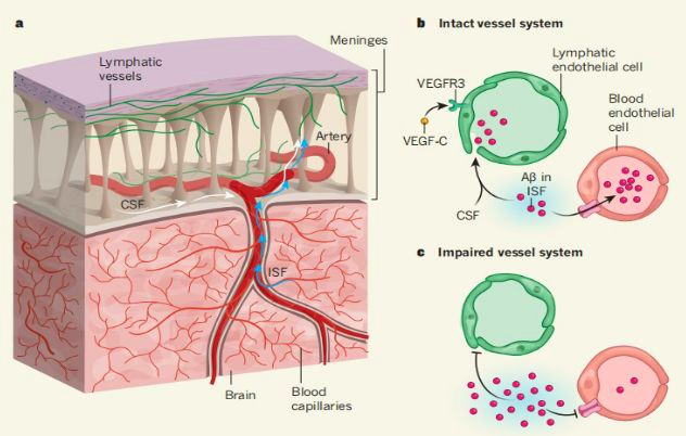 Phototherapy_for_Alzheimer's_Disease_3