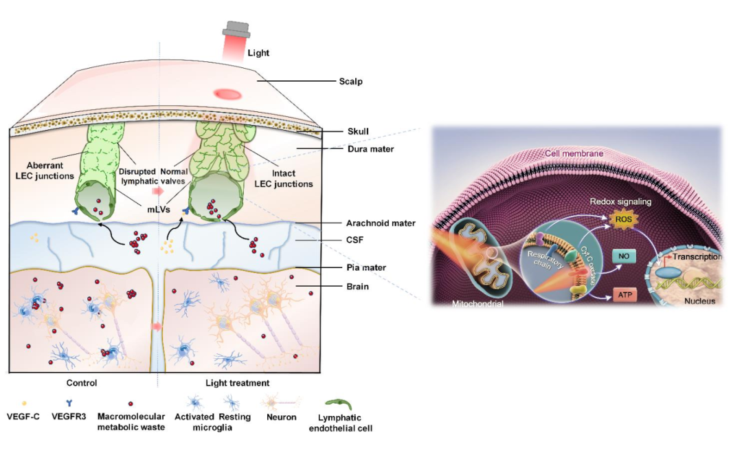 Phototherapy_for_Alzheimer's_Disease_4